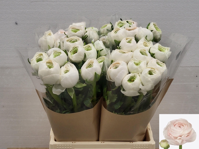 <h4>RAN SU HANOI</h4>