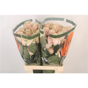 R Gr Ec Pink Mondial