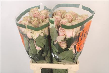 <h4>R Gr Ec Pink Mondial</h4>