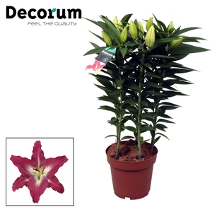 Lilium Or Entertainer 19cm