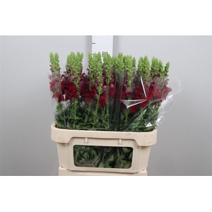 Antirrhinum Rood Crimson