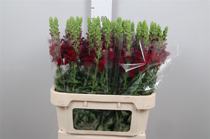 <h4>Antirrhinum Rood Crimson</h4>