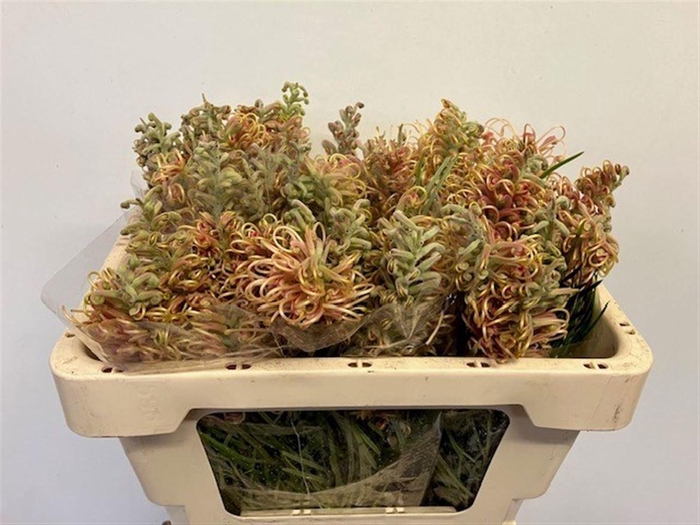 <h4>GREVI CAL GEM</h4>