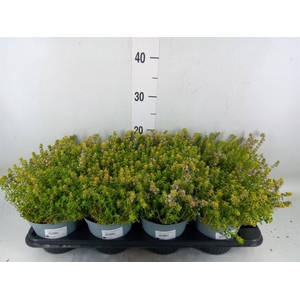 Thymus citriodorus 'Aureus'