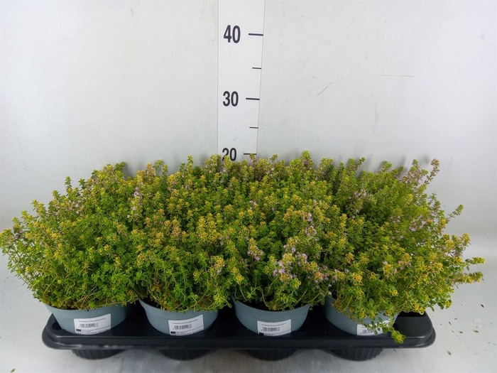 <h4>Thymus citriodorus 'Aureus'</h4>