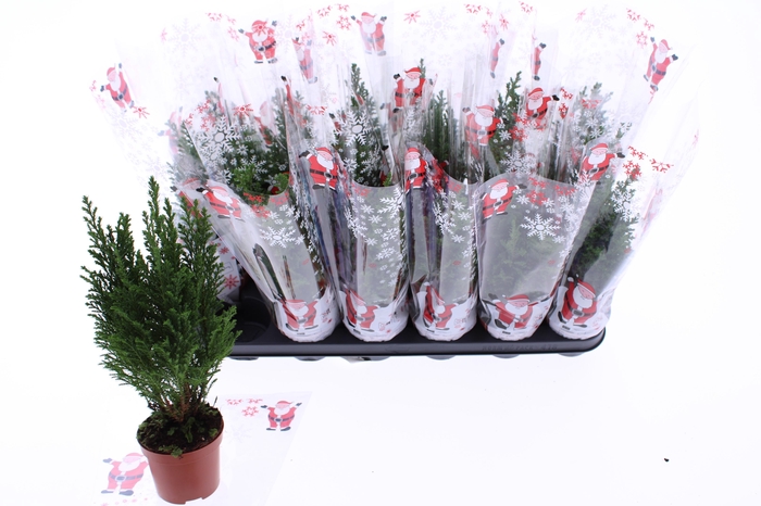 <h4>CHAM L ELLWOODII</h4>