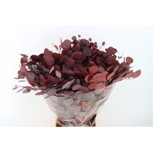 Pres Euca Populus Red P Bunch