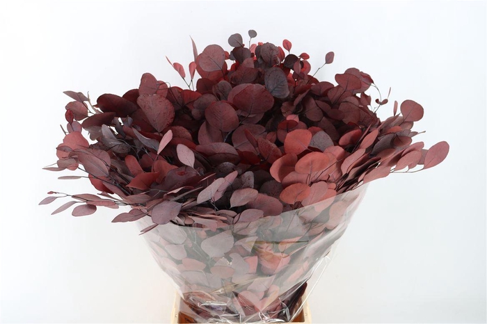 <h4>Pres Euca Populus Red P Bunch</h4>