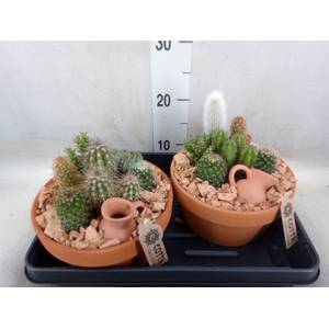 Arr.  Cactus L%