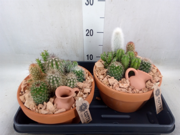 <h4>Arr.  Cactus L%</h4>
