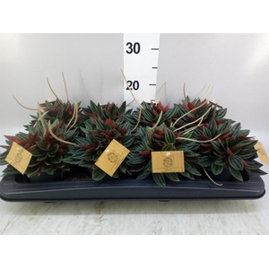 Peperomia caperata 'Rosso'