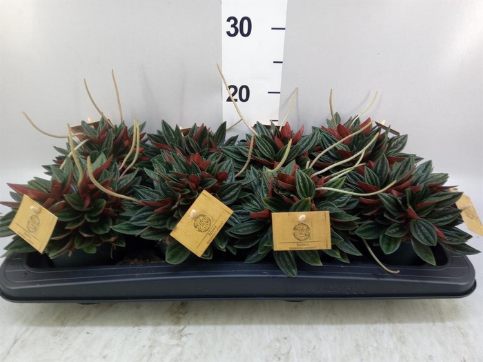 <h4>Peperomia caperata 'Rosso'</h4>