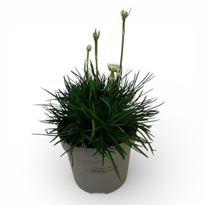 Armeria maritima 'Alba'