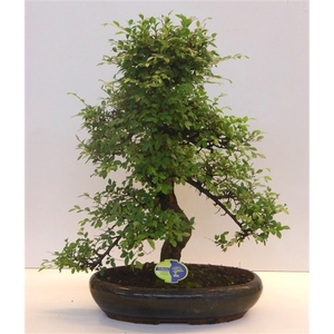 Zelkova parvifolia, 43cm., shape, without driptray