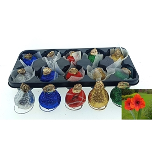 BLOEMBOL HIPPEASTRUM