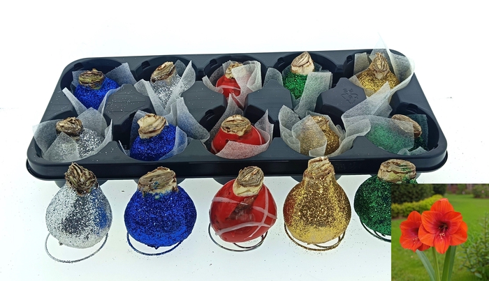 <h4>BLOEMBOL HIPPEASTRUM</h4>