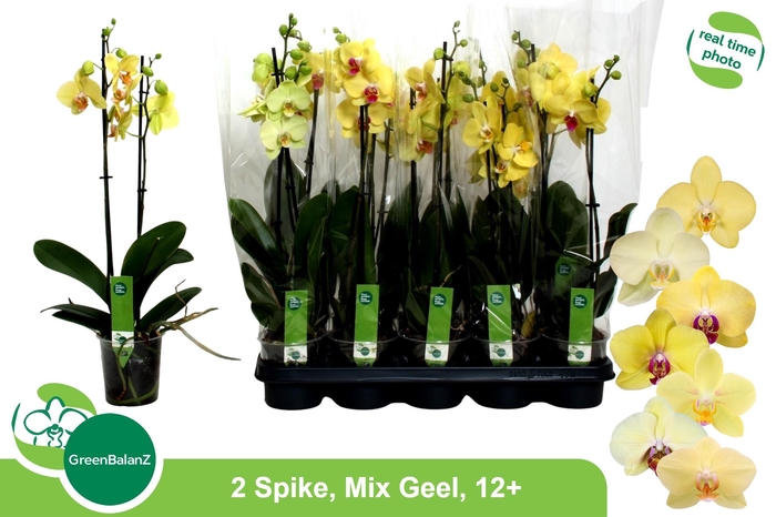 <h4>PHAL OV GEEL</h4>