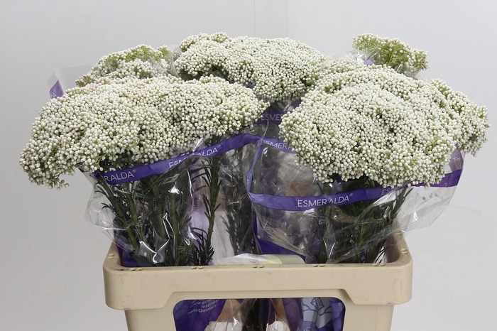 <h4>Ozothamnus Cooks Snow White</h4>