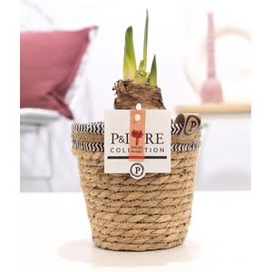 Hippeastrum red in P&PURE Basket 6