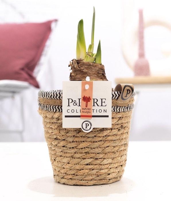 <h4>Hippeastrum red in P&PURE Basket 6</h4>