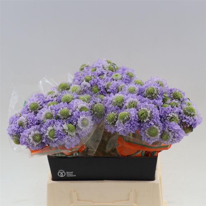 Scabiosa atropurpurea Bon Bon Scoop Ube