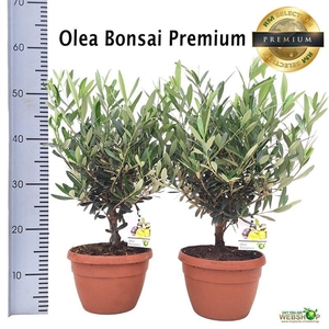 OLEA EUROPAEA