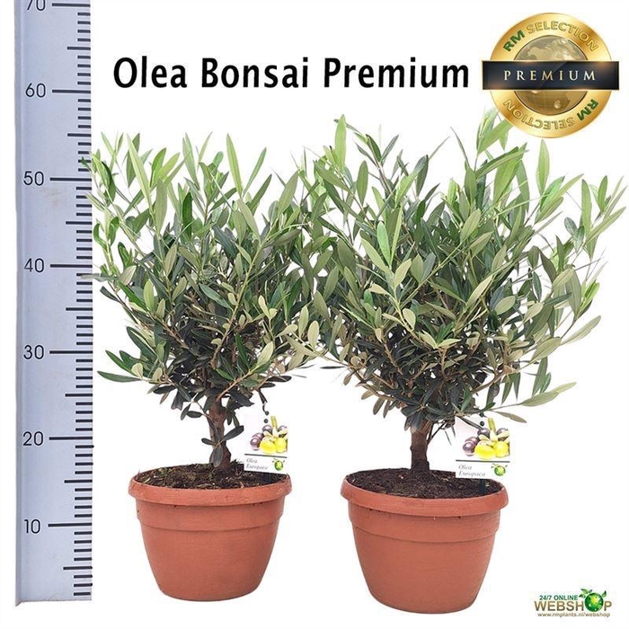 <h4>OLEA EUROPAEA</h4>