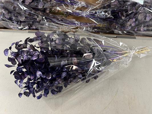 <h4>Df Lunaria Bs Purple</h4>