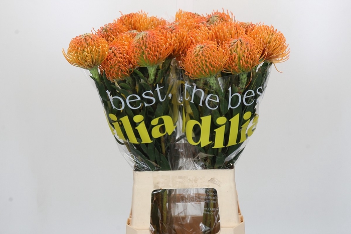 <h4>Nutans Ayoba Peach</h4>