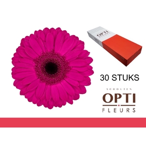 GE GR BON DIA-Doosx30