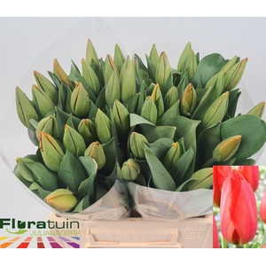 TU EN ORANGE BALLOON