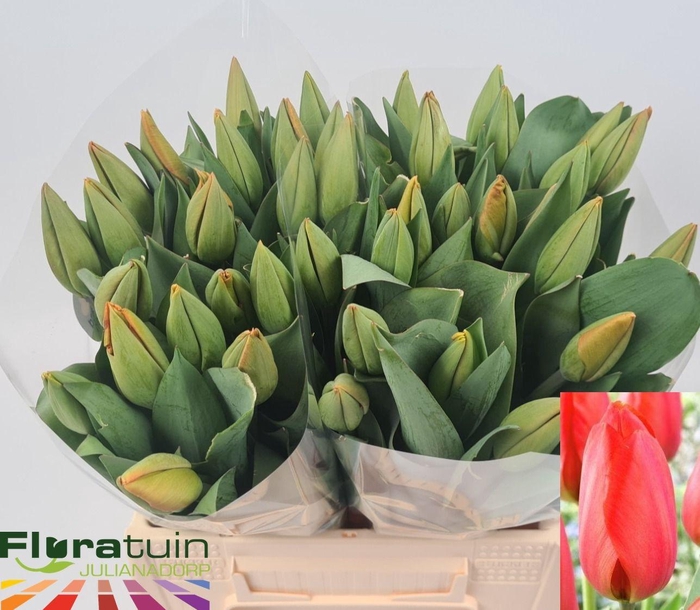 <h4>TU EN ORANGE BALLOON</h4>