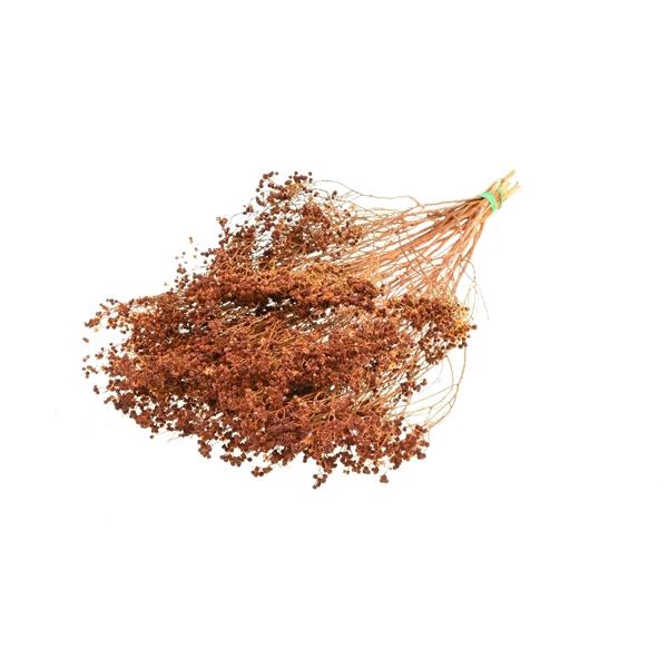 <h4>Broom Bloom Bunch Teak</h4>
