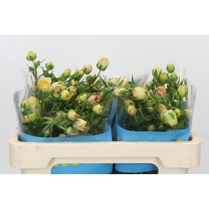 Ranunculus Butterfly Hestia