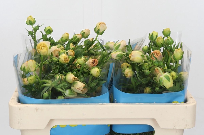 <h4>Ranunculus Butterfly Hestia</h4>