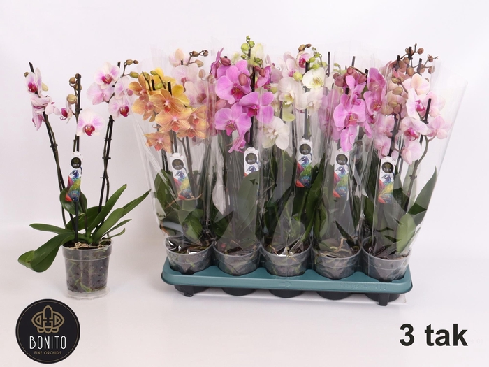 <h4>PHAL GEM 5 KL</h4>