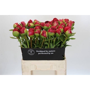 Paeonia command performance