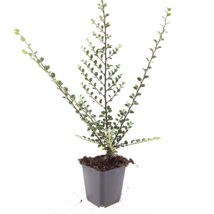 <h4>Cotoneaster horizontalis</h4>