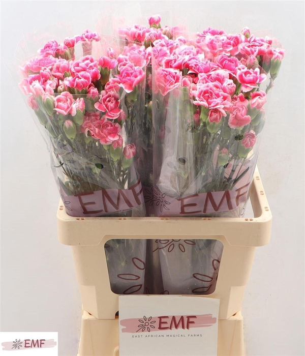 <h4>Di Tr Cosmocherry</h4>