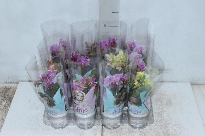 PHALAENOPSIS MINI P06