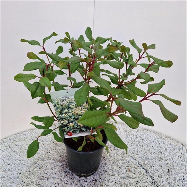 <h4>Viburnum x globosum 'Jermyn's Globe'</h4>