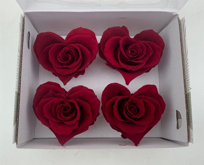 <h4>Ro Pres Hearts Red Light</h4>