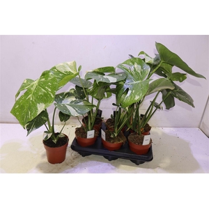 Monstera Del Thai Co