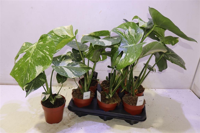 <h4>Monstera Del Thai Co</h4>