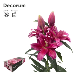 LI ROSELILY DALINDA 5+ XL Decorum Box