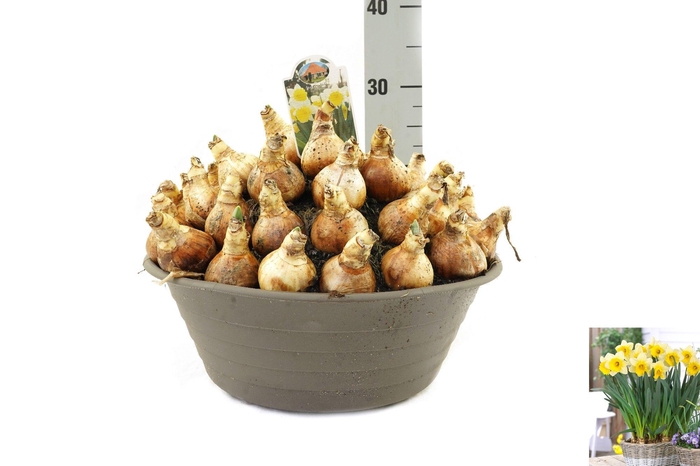 <h4>Narcissus Goblet</h4>