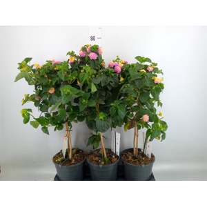 Lantana camara   ...