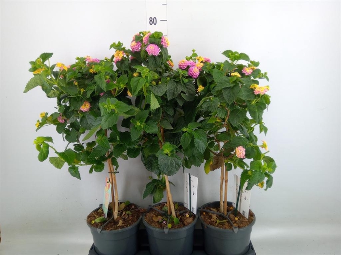<h4>Lantana camara   ...</h4>