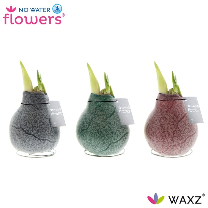 <h4>arr4 Amaryllis VH - Waxz Marble</h4>