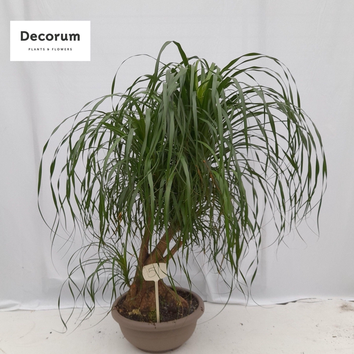 <h4>Beaucarnea vertakt op nummer 51</h4>